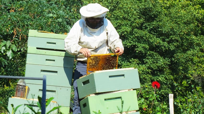 How to save bees. Beekeepers, raw honey and natural beeswax products. By Awake Organics.