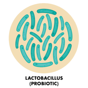 Prebiotics and Probiotics | Lactobacillus | Awake Organics