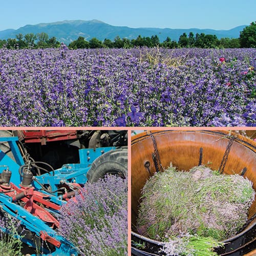 Organic Lavender Farm | Lavender Essential Oil | Sleep Aromatherapy